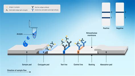 sampling lateral flow test